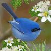 Blue Fairy Wren Paint by numbers