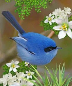 Blue Fairy Wren Paint by numbers