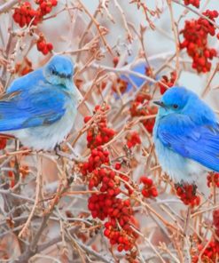 Blue Birds Paint by numbers