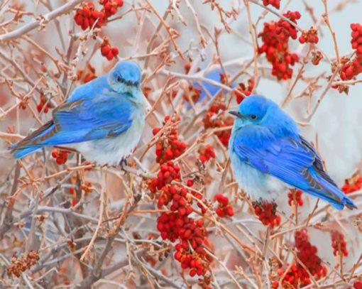 Blue Birds Paint by numbers