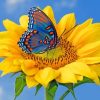 Blue Butterfly On Sunflower Paint by numbers