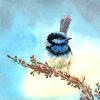 Blue Fairy Wren Paint by numbers