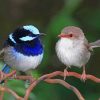 Blue Wren And Brown Bird Paint by numbers