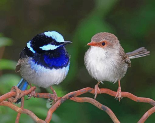 Blue Wren And Brown Bird Paint by numbers