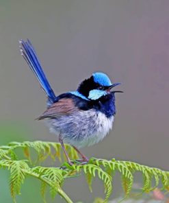 Blue Wren Paint by numbers