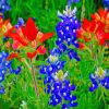 Bluebonnets Paint by number