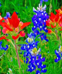 Bluebonnets Paint by number