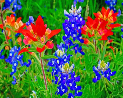 Bluebonnets Paint by number