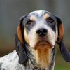 Black Bluetick Coonhound paint by numbers