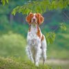 Brittany Spaniel Dog paint by numbers