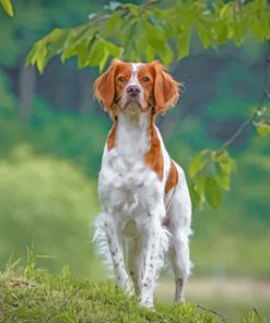 Brittany Spaniel Dog paint by numbers