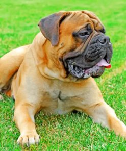 Bull Mastiff Paint by numbers