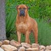 Bullmastiff paint by numbers