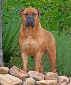 Bullmastiff paint by numbers