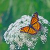 Viceroy Butterfly On A Flower Paint by numbers