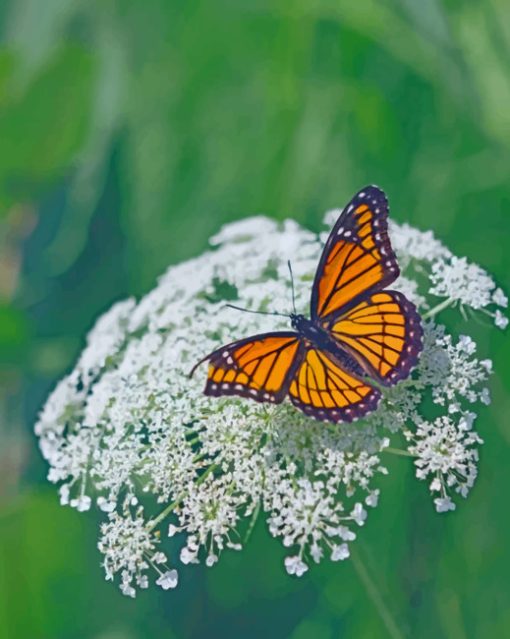 Viceroy Butterfly On A Flower Paint by numbers