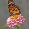 Monarch Butterfly On A Pink Flower Paint by numbers