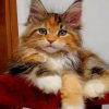 Calico Maine Coon Kitten paint by numbers