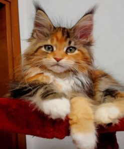 Calico Maine Coon Kitten paint by numbers