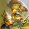 Carp Fishes Paint by numbebrs