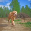 Chinese Shar Pei paint by numbers