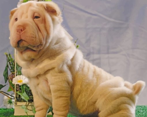 Shar Pei Dog Paint by numbers