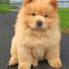 Chow Chow Paint by numbers