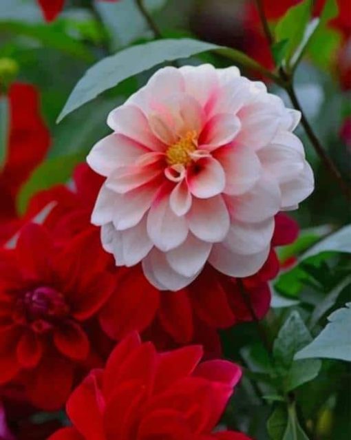 Dahlia Plant Paint by numbers