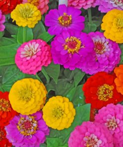 Colorful Zinnias Paint by numbers