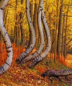 Curved Aspen Trees paint by numbers