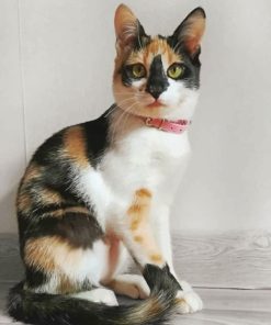 Cute Calico Cat paint by numbers