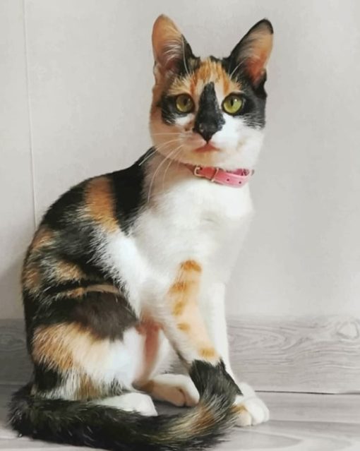 Cute Calico Cat paint by numbers