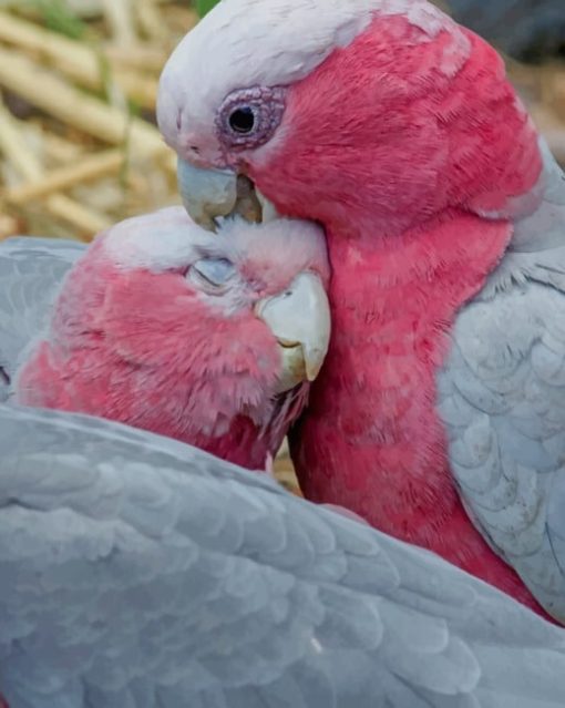 Galah Parrots Bird Paint by numbers