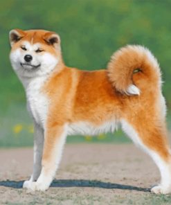 Akita Puppy Paint by number