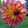 Dahlia Pink Flower paint by numbers