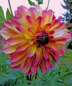 Dahlia Pink Flower paint by numbers