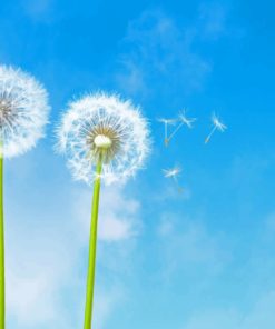 Dandelions Paint by numbers