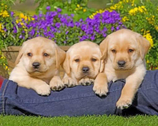 Yellow Labrador Puppies paint by numbers