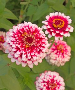 Dragon Zinnias Paint by numbers