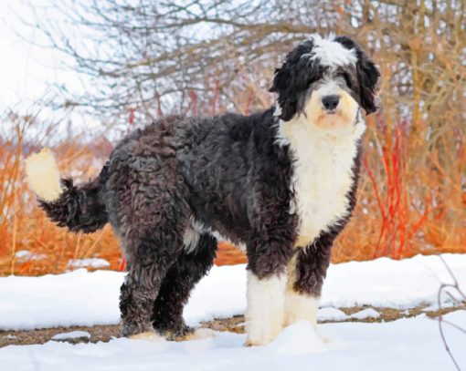 English Golden Doodle Paint by numbers