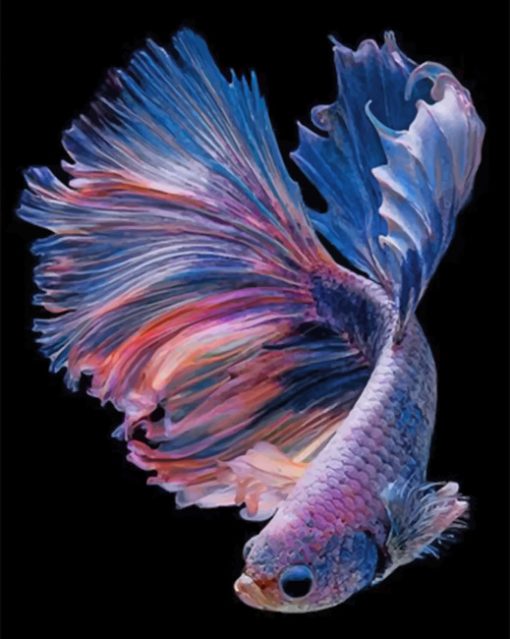 Purple Betta Fishe Vector paint by numbers