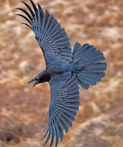 Flying Ravens Paint by numbers