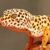 Leopard Gecko paint by numbers