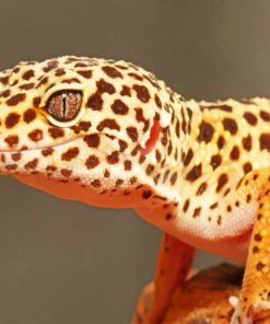 Leopard Gecko paint by numbers