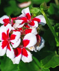 Geraniums Paint by numbers