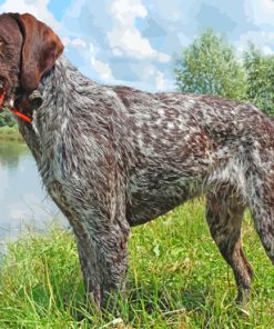 German Wirehaired Pointer Paint by numbers