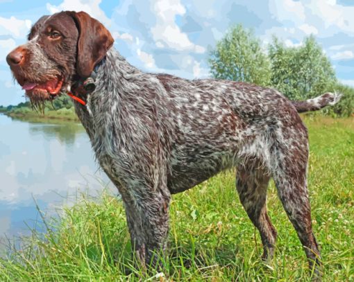 German Wirehaired Pointer Paint by numbers