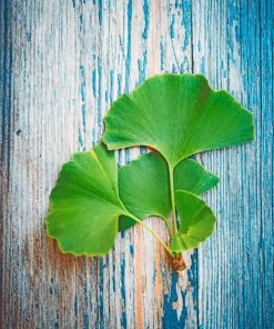 Ginko Leaves paint by numbers