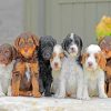 Golden Dooodles Puppies paint by numbers