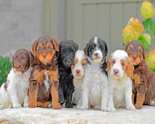 Golden Dooodles Puppies paint by numbers